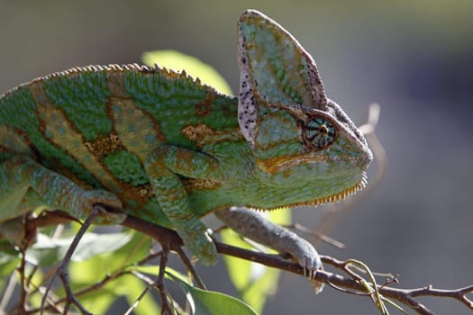 Yemen chameleon