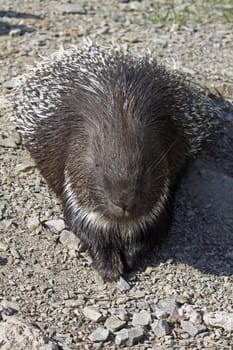 Porcupine