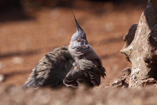 Crested pigeon