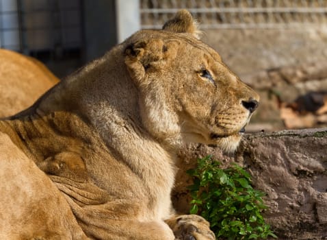 Lioness, taken at the Zoo of Barcelona Spain.