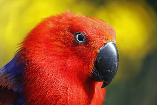 Noble parrot
