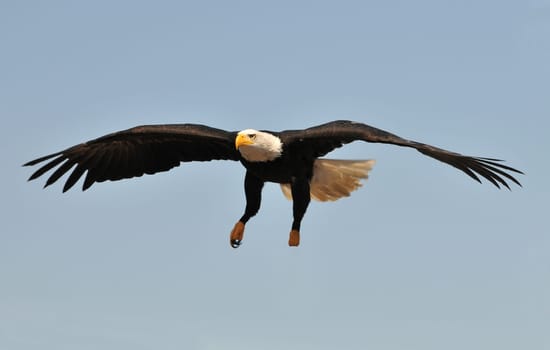 Bald eagle flies