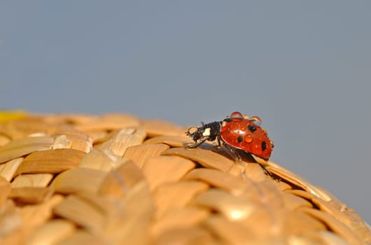 Ladybird