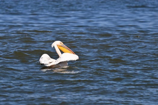 a pelican in the Danube Delta, Romania