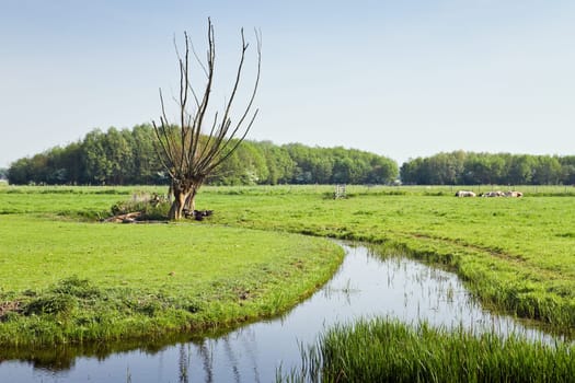 Old pollard-willows at the waterside in Dutch country landcape with resting black sheep and cows in spring - horizontal