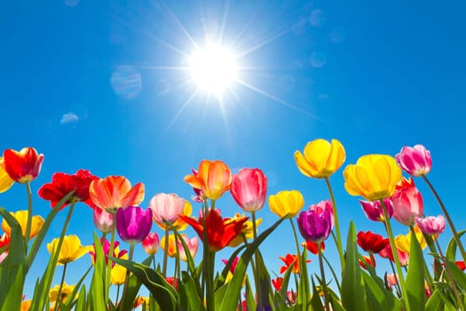 Tulips in the sun