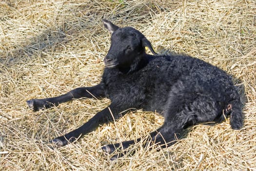Black Lamb