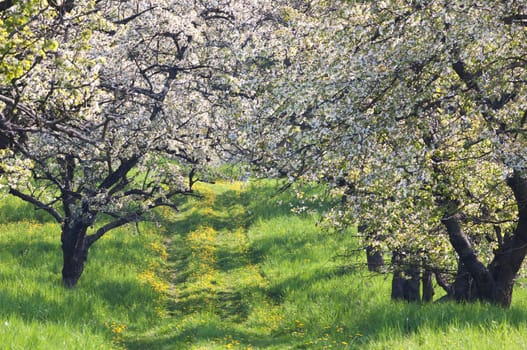 Spring