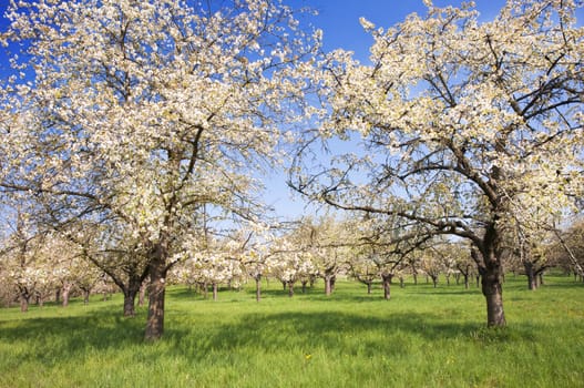 Spring