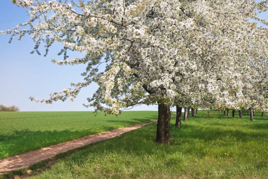 Spring