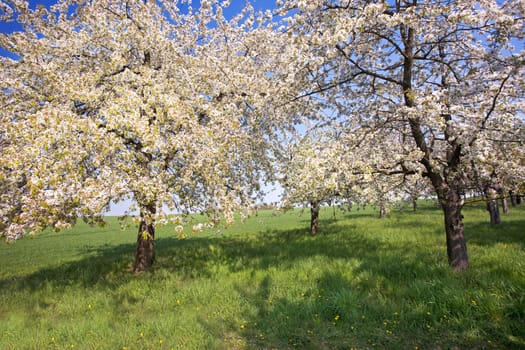 Spring