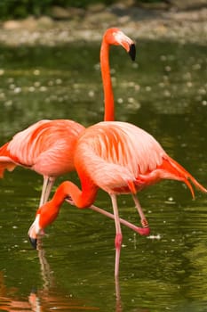 Flamingos at the Waterside of a Lake in Europe