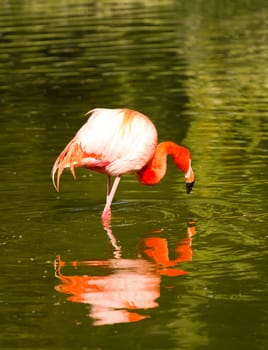 Flamingos at the Waterside of a Lake in Europe