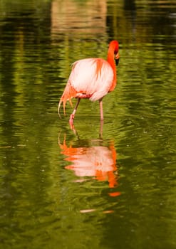 Flamingos at the Waterside of a Lake in Europe