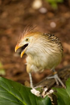 An Exotic Bird explores near a stream