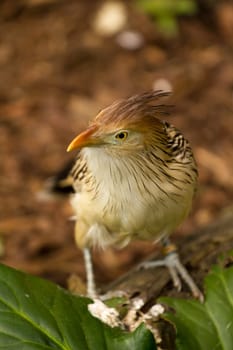 An Exotic Bird explores near a stream