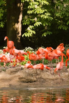Flamingos at the Waterside of a Lake in Europe