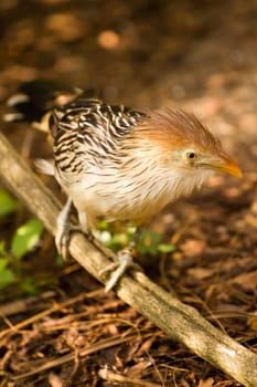An Exotic Bird explores near a stream
