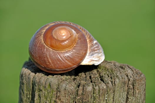 brown snail