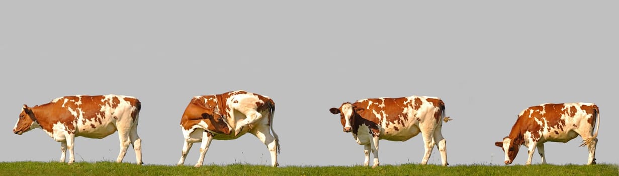 Cows