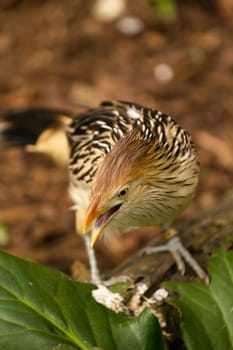 An Exotic Bird explores near a stream
