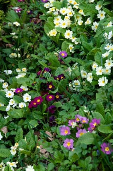 multiple primroses (primula) in various colors in spring