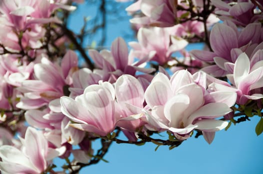 Close up of magnolia blossom in full bloom
