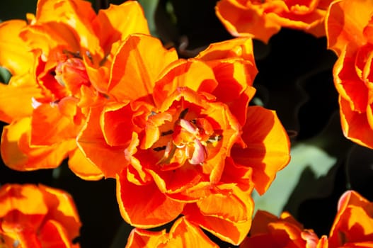 Close up view of red orange tulips in the garden