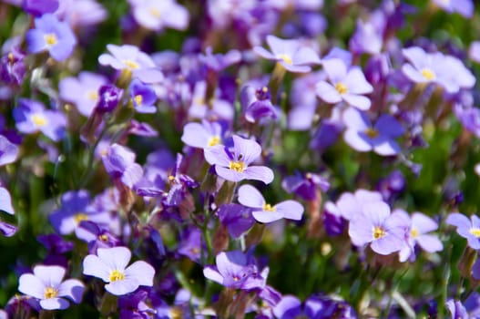Bunch Of Forget Me Not Flowers In Garden