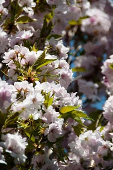Beautiful cherry blossom against a bright blue sky in early spring