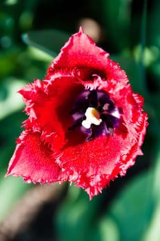 Close up view of a red tulip in the garden