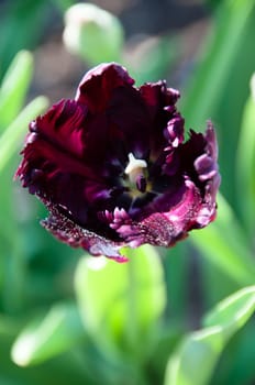 Close up view of a purple tulip in the garden