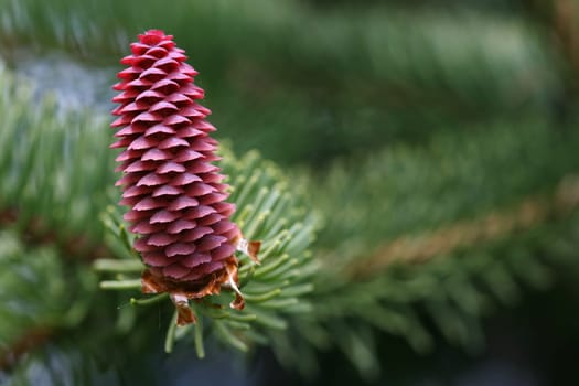 Female cone of a spruce