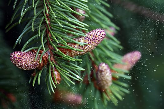 Pollen count of a spruce
