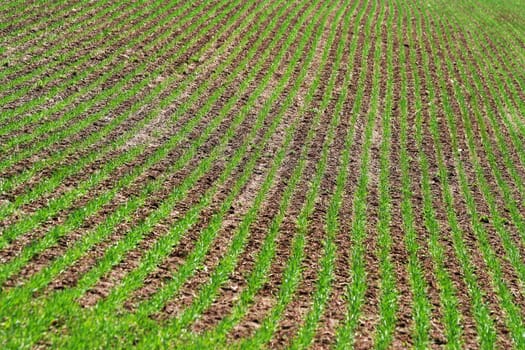 Green rows of grass field