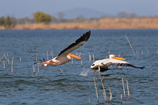 pelicans in flight in Danube Delta, Romania