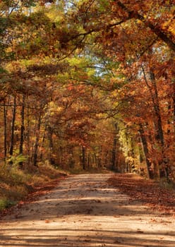 country rural road through the forest in autumn or fall