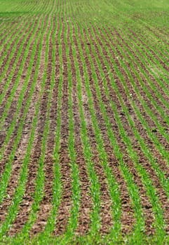 Green rows of grass field