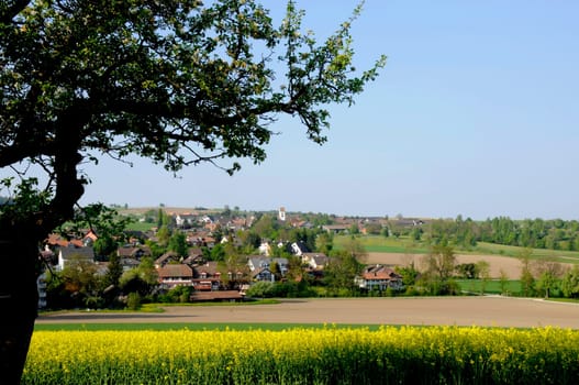 Steinmaur
