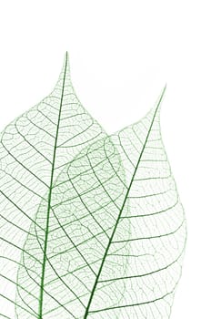Closeup of dried rubber tree skeleton leaves