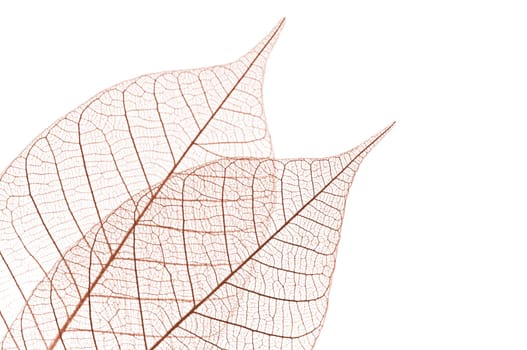 Closeup of dried rubber tree skeleton leaves