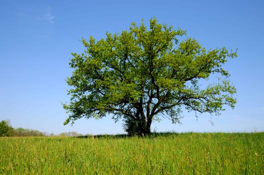 Spring tree