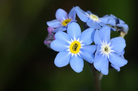 FORGET-ME-NOT