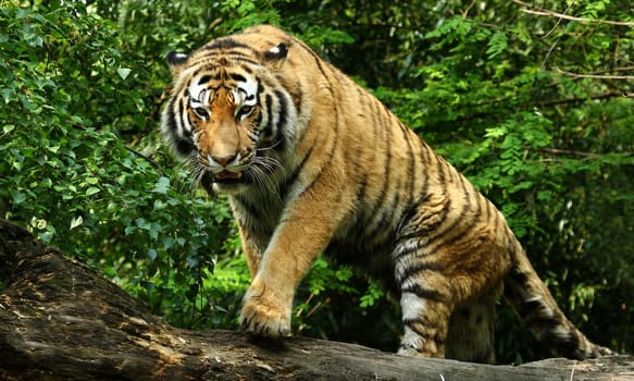 Sumatran tiger