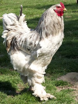 Giant Brahma
