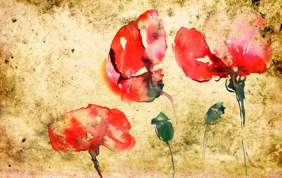 Poppies with Capsules - Watercolor