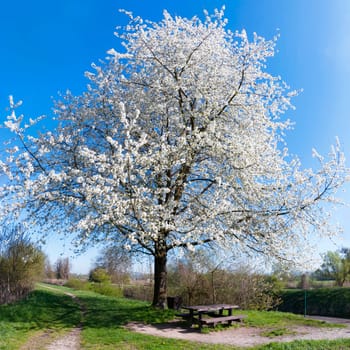 Spring squared