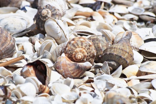 a lot of shells on the beach