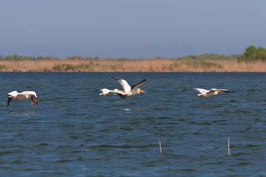 pelicans in flight in Danube Delta, Romania