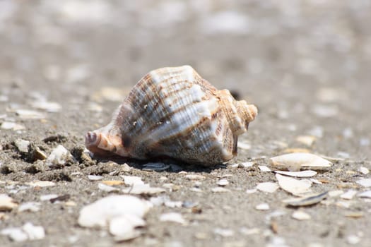 a sea shell on the sea beach
